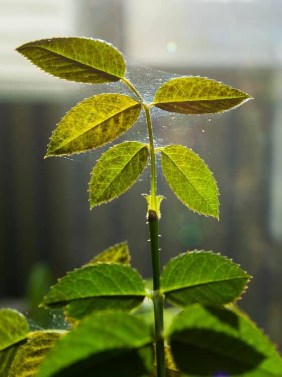 Spider mite webbing on leaves.