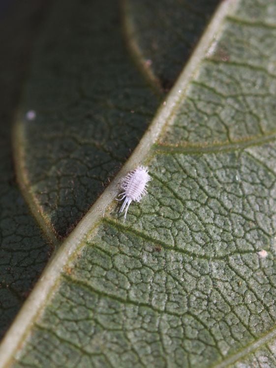Closeup of a mealybug on the backside of a leaf.