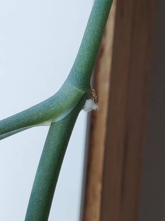Closeup of a mealybug on a stem.