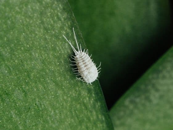 Closeup of a mealybug on a leaf.