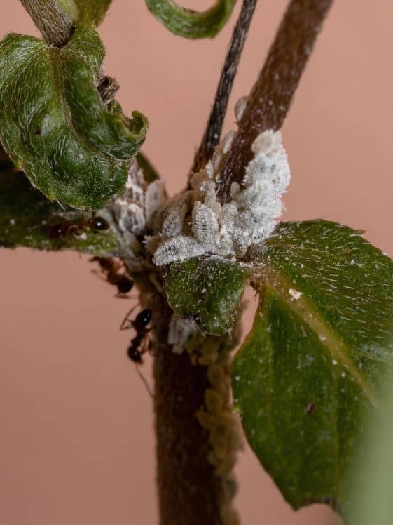 Close up of a bunch of mealybugs on a stem where the leaves attach.