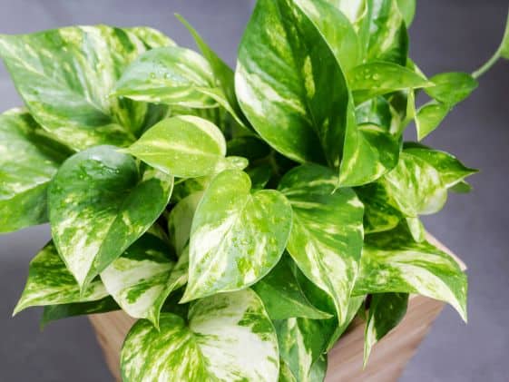 Closeup of a pothos plant.