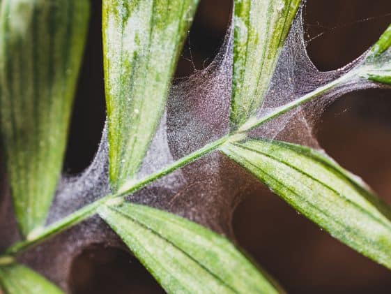 Spider mite webbing on some leaves.