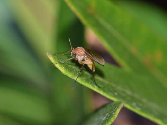 Close-up of a fungus gnat on a houseplant leaf.