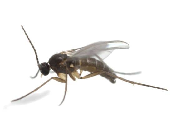 Close up of a fungus gnat on a white background.