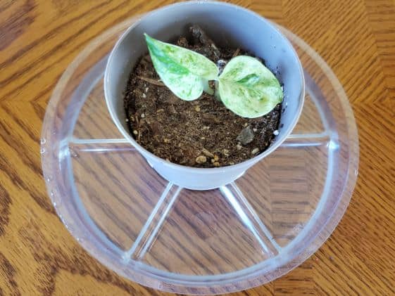 A small, variegated plant in a bowl of water to get bottom watered.