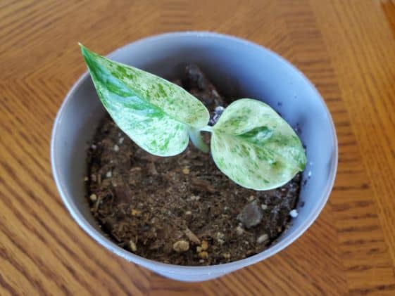 Variegated houseplant with dry soil.