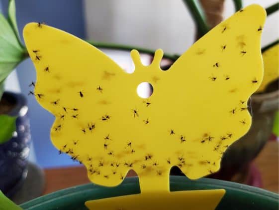 A yellow sticky trap in the shape of a butterfly. There is a large quantity of fungus gnats stuck to the sticky trap.